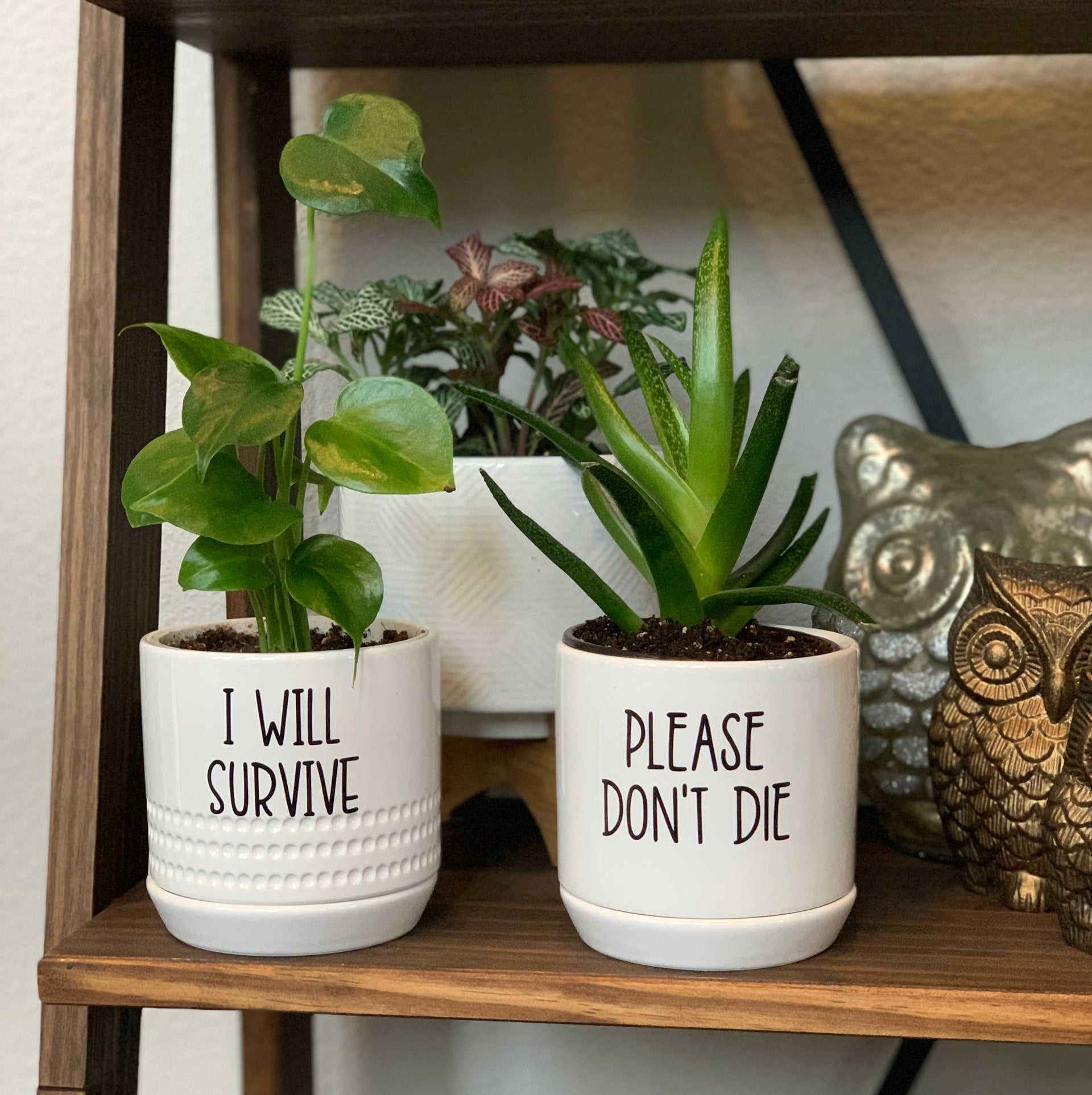 cute sayings for plant pots Funny Plant Pot Decals – Olivia Grace Paper